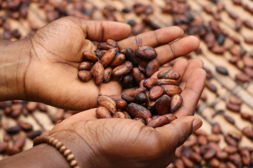 Ecovenn Solutions cocoa image